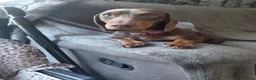 Dachshund dogs for sale: Chocolate dachshund puppy for sale in London - Advert 3