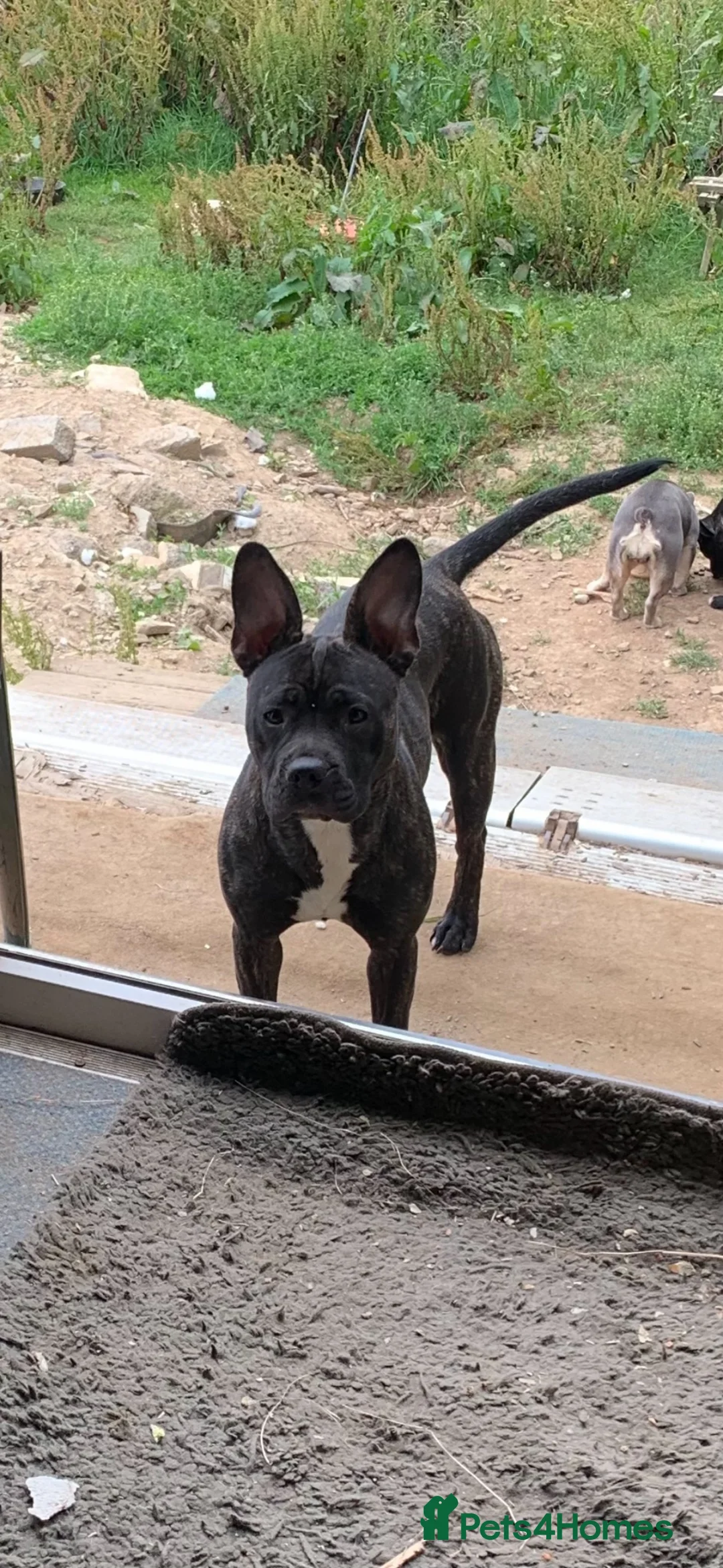 Mixed Breed dogs for sale: Frenchie’s x Staffies in Umberleigh - Advert 12