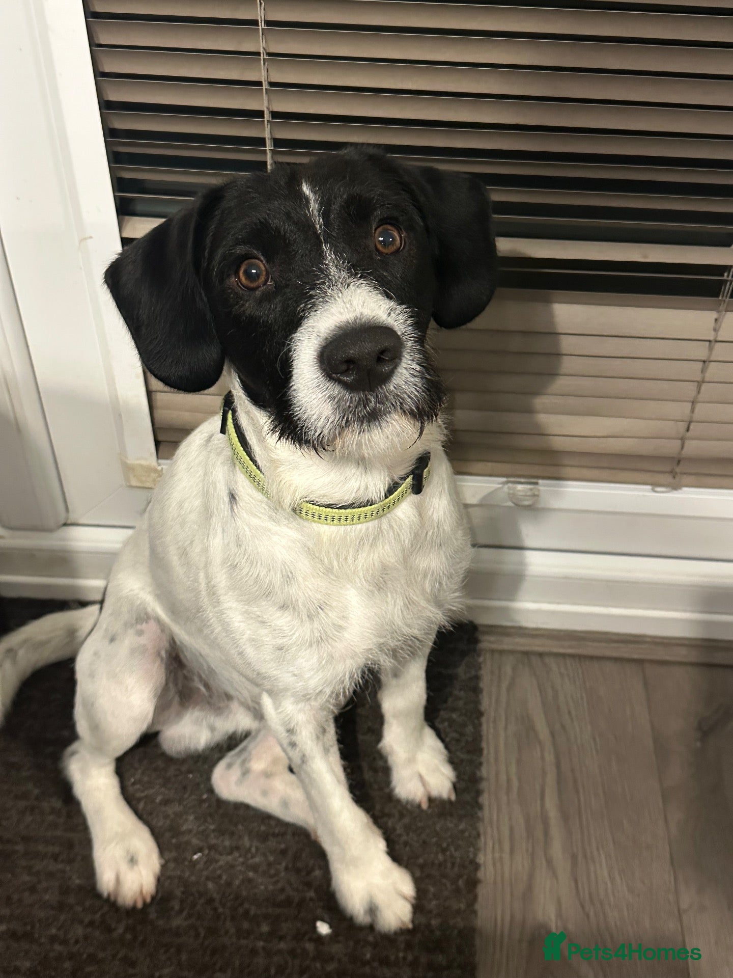 Mixed Breed dogs English springer spaniel x patterdale  - Advert 5