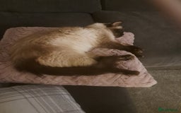 Ragdoll cats for sale: Ragdoll male kitten  milo very affectionate  - Image 3