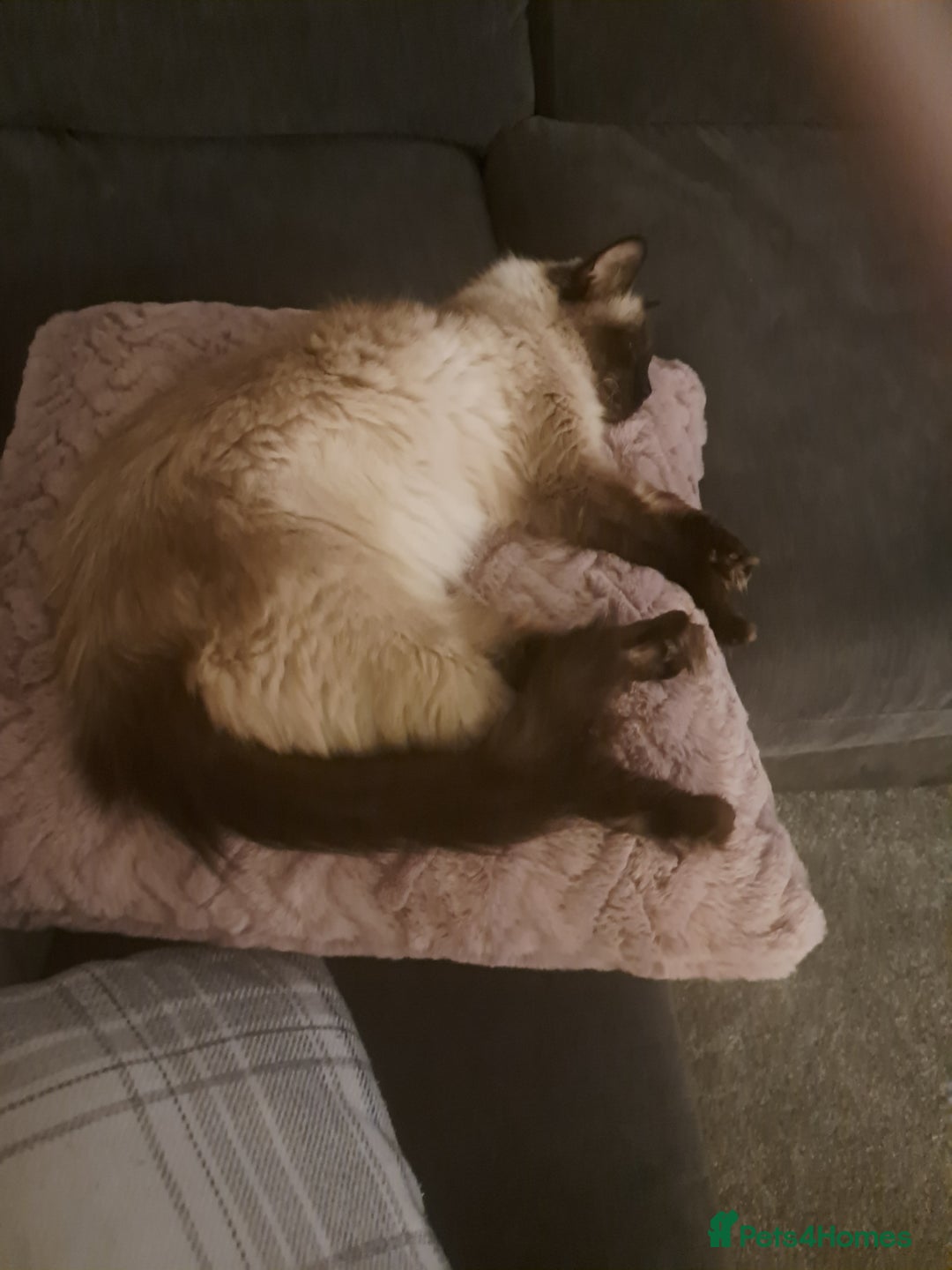 Ragdoll cats for sale: Ragdoll male kitten  milo very affectionate  - Image 3