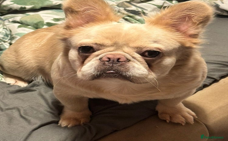 French Bulldog dogs - Advert 16