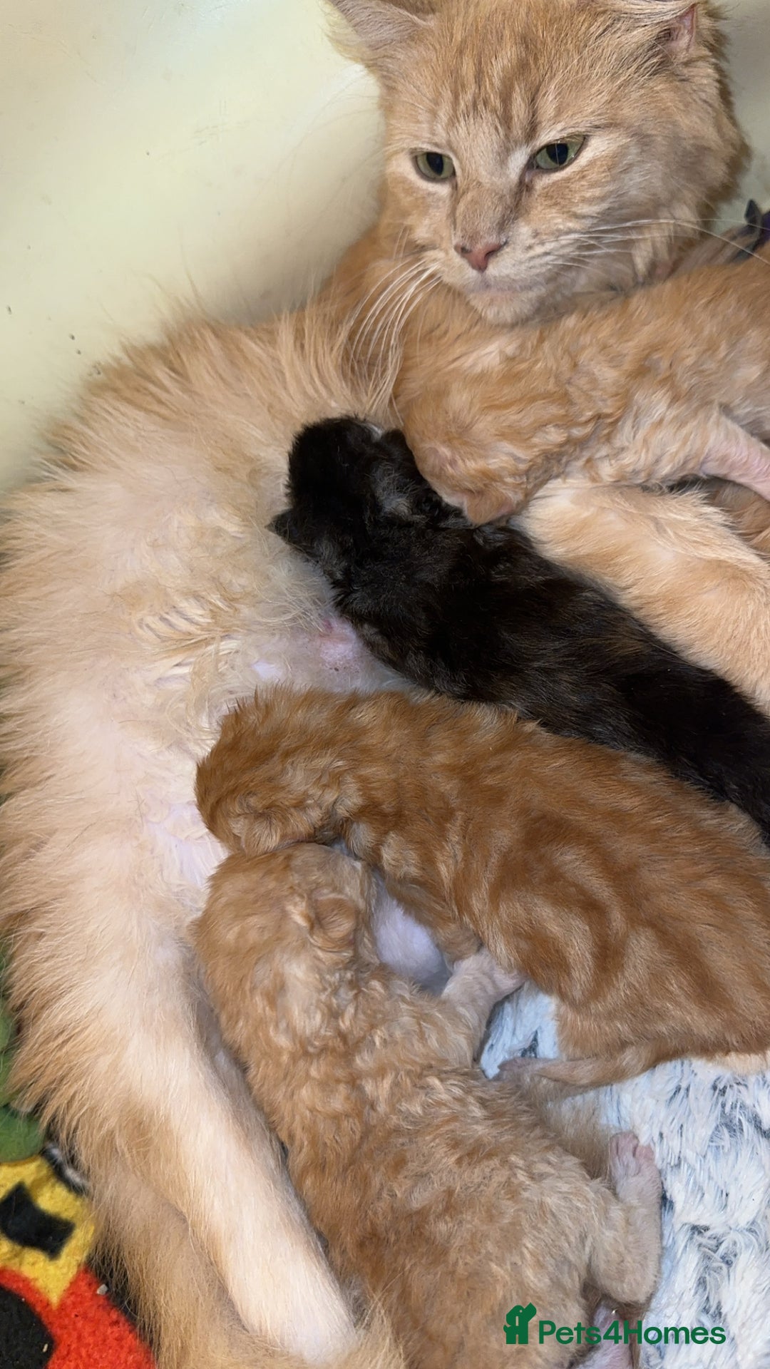 Maine Coon cats for sale: Gorgeous Maine coone kittens  - Image 5