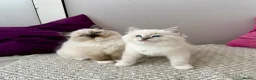 Ragdoll cats for sale: TICA registered ragdoll kittens - Advert 12