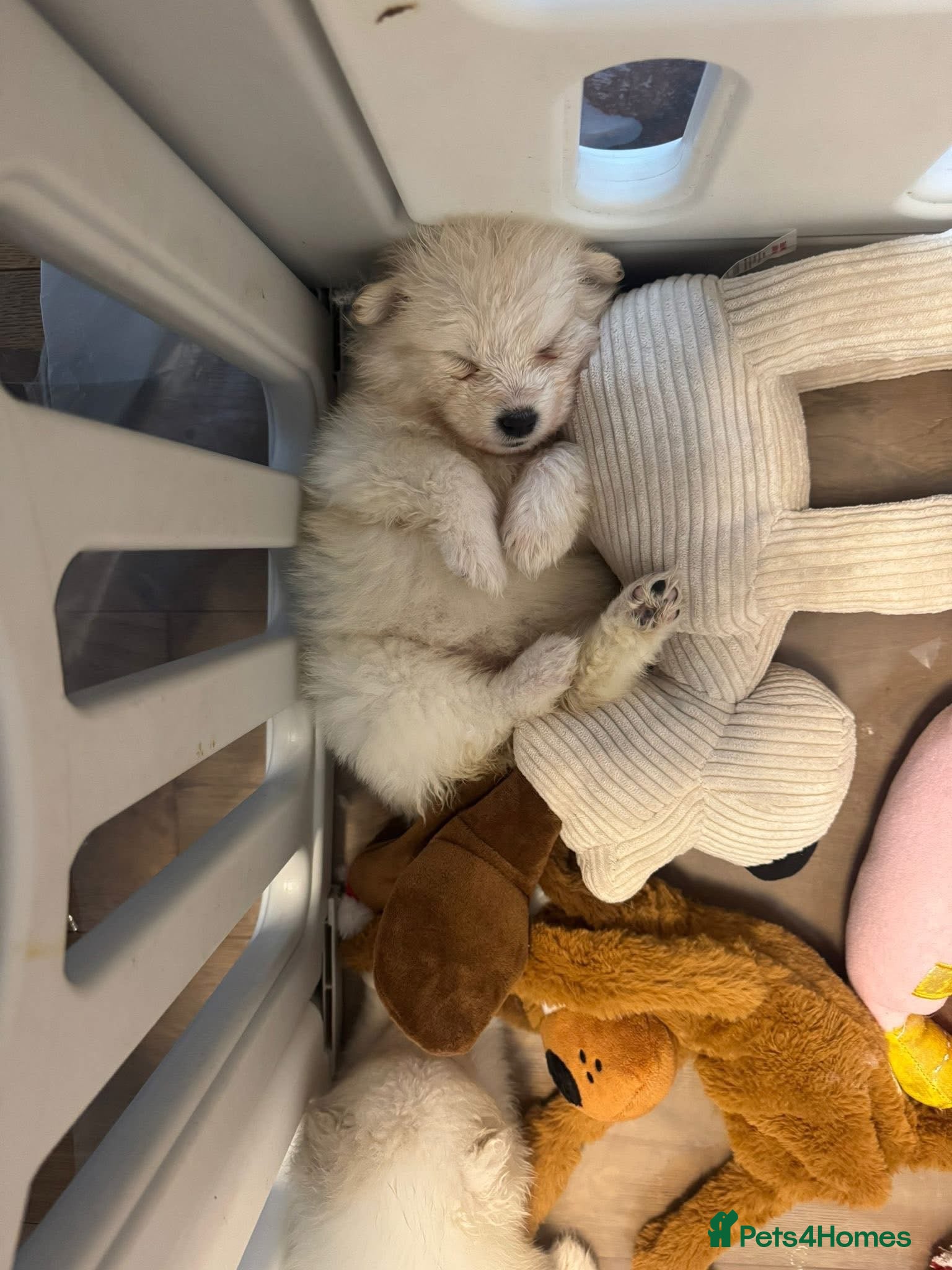 Samoyed dogs Samoyed Puppies - Advert 16