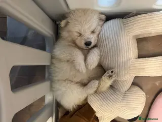 Samoyed dogs Samoyed Puppies - Advert 16