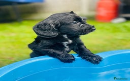 Cockapoo dogs for sale: Exceptional F2 cockapoo puppies available - Image 4