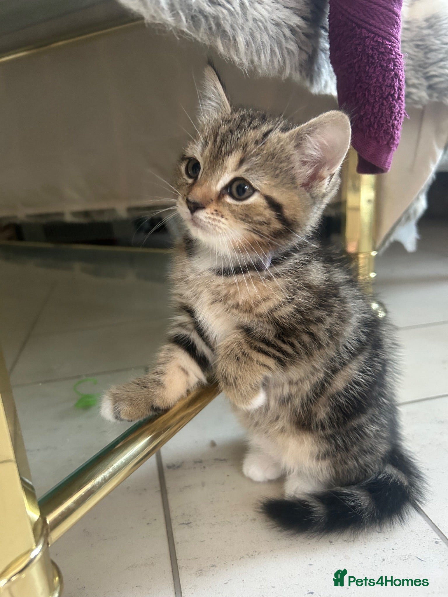 Persian cats X6 Persian Cross Bengal  - beautiful kittens - Advert 18