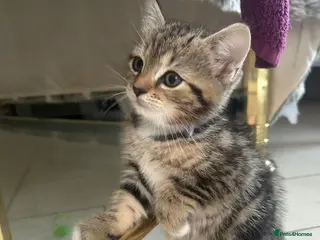 Persian cats X6 Persian Cross Bengal - beautiful kittens - Advert 18