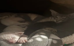 Oriental cats for sale: Pure breed Oriental kittens  - Image 7