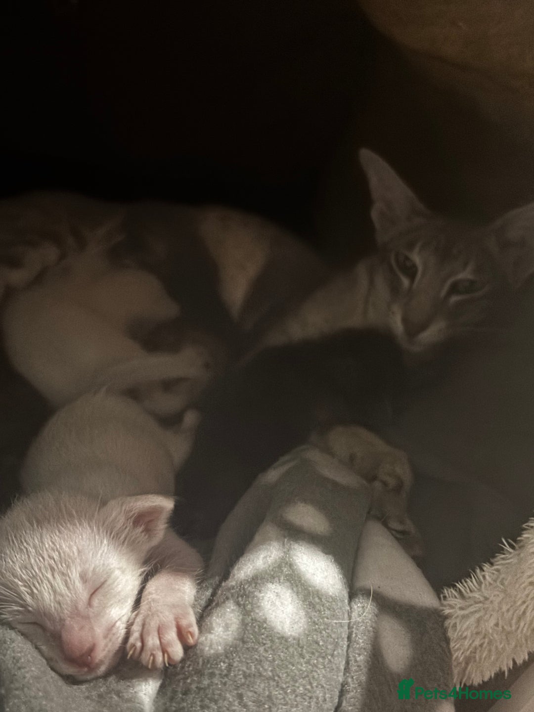 Oriental cats for sale: Pure breed Oriental kittens  - Image 7
