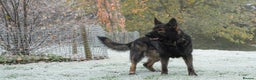 German Shepherd dogs for stud: CZ IMP SABLE Pedigree German Shepherd in London - Advert 4