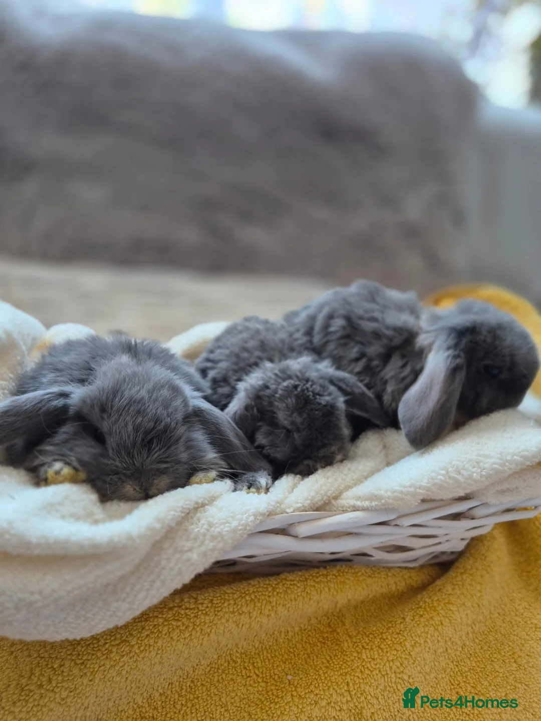 Mini Lop rabbits for sale:  Mini Lop  Only 1 boy  are left. - Advert 2