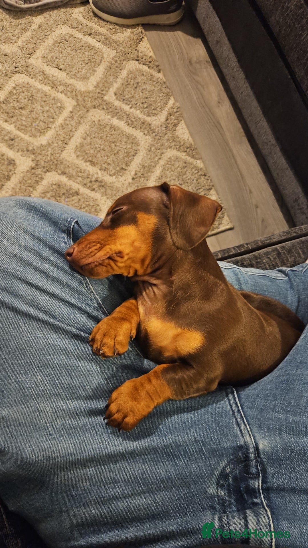 Miniature Dachshund dogs for stud: STUD available  - Image 32