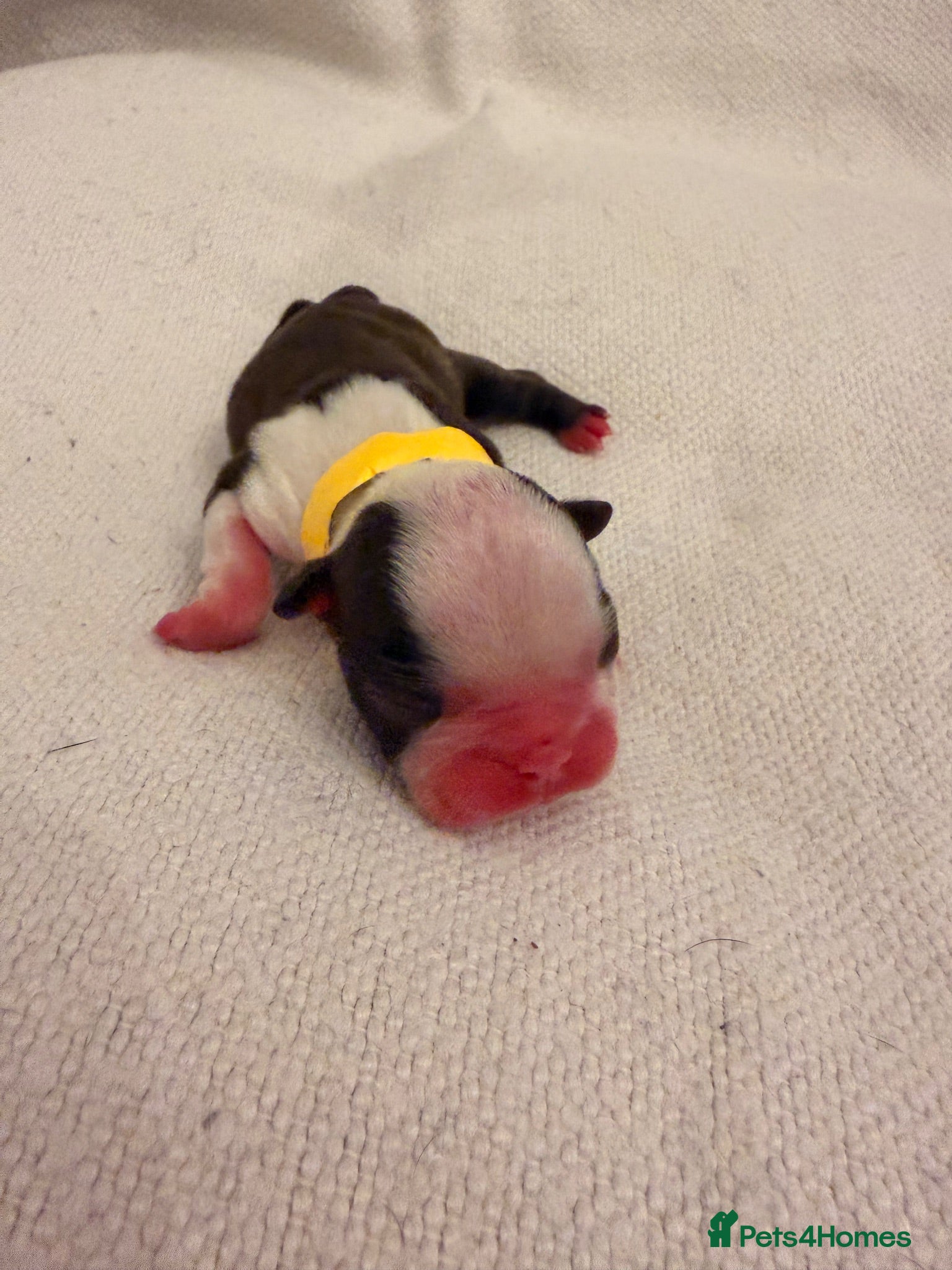 Boston Terrier dogs 🐾KC registered Boston Terrier Puppies 🐾 - Advert 2