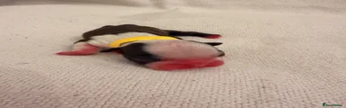 Boston Terrier 2 ( yellow)