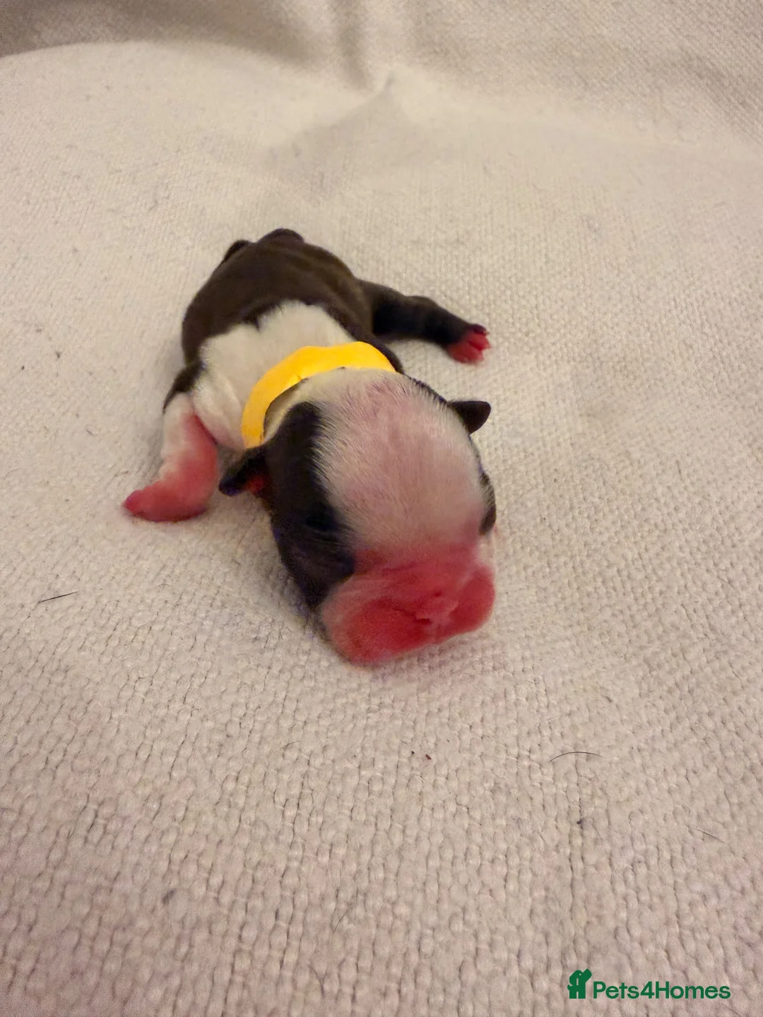 Boston Terrier dogs for sale: 🐾KC registered Boston Terrier Puppies 🐾 in Wrexham - Advert 2
