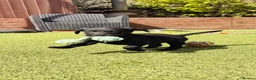 Labrador Retriever dogs for sale: Exceptional KC Reg Labrador Puppies For Sale! - Advert 9