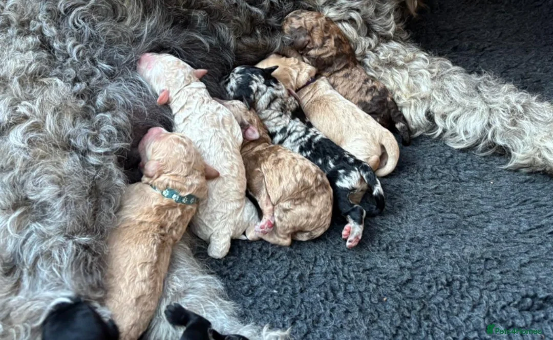 Poodle dogs for stud: Freddie - Professional Stud Service in Eastleigh - Advert 9