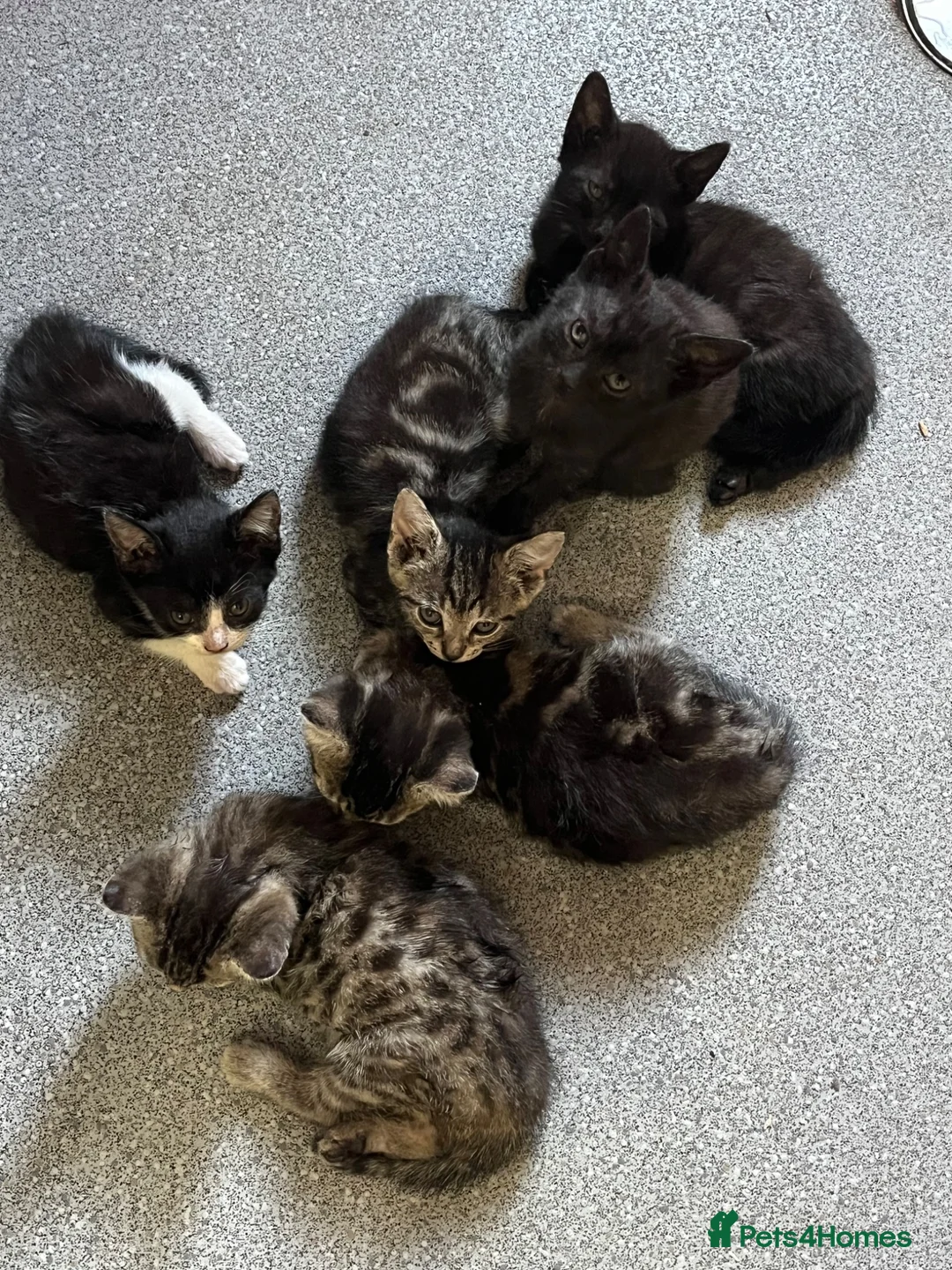 Mixed Breed cats for sale: 6 playful kittens for sale! - Advert 8