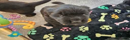 Newfoundland dogs for sale: Beautiful Newfoundland puppies  - Advert 10