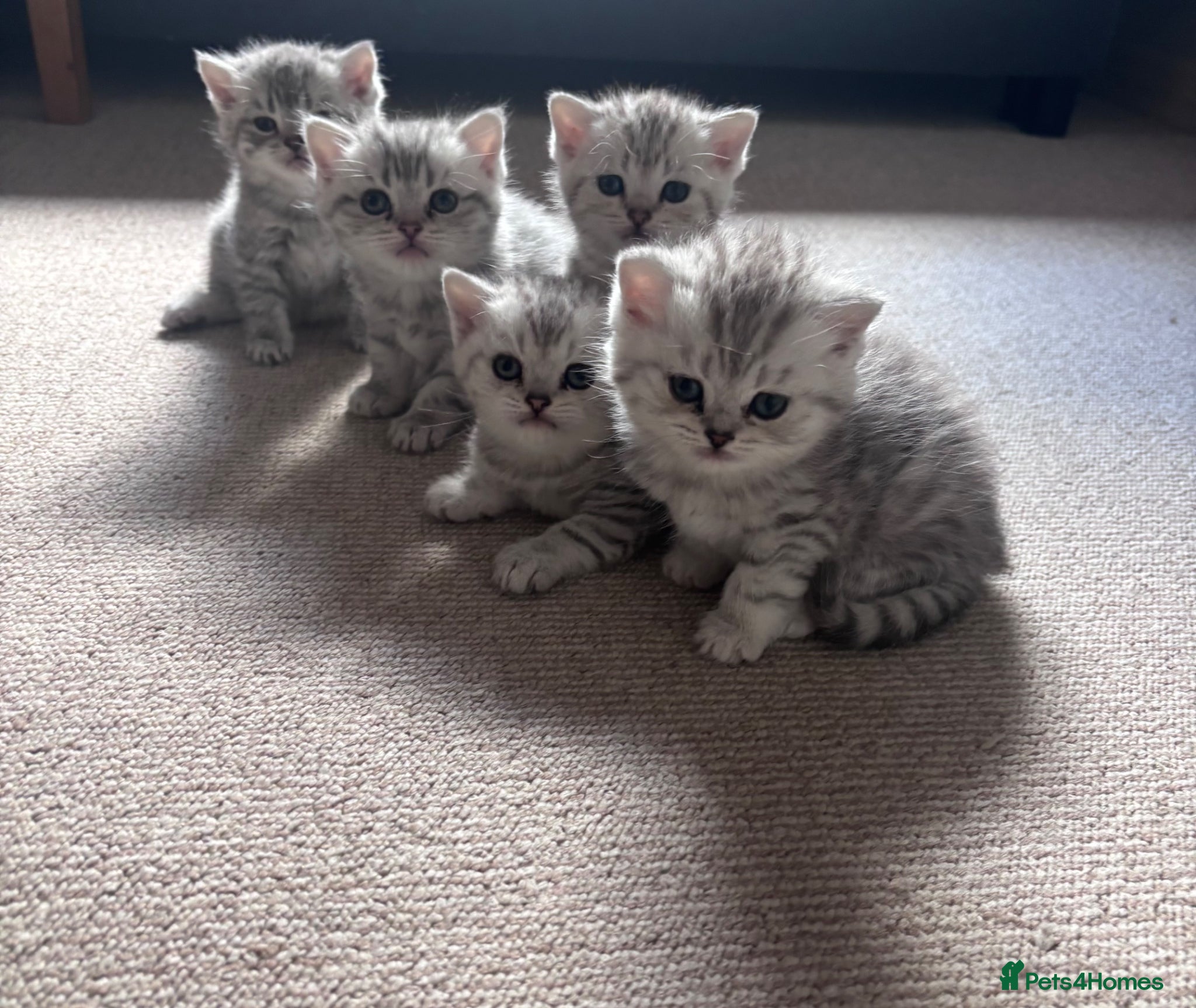 British Shorthair cats Beautiful BSH - Advert 2