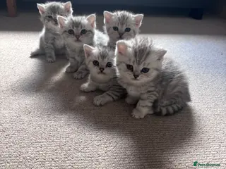 British Shorthair cats Beautiful BSH - Advert 3