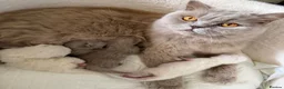 British Longhair cats for sale: BEAUTIFUL BRITISH LONG-HAIRED BABIES FOR SALE - Advert 2