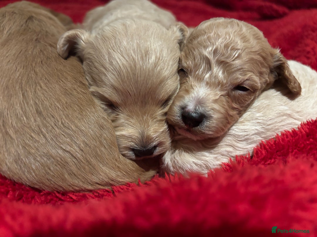 Cavachon dogs for sale: Super friendly, Litter trained Cavapoochon’s - Image 39