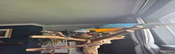 Macaws birds for sale: BLUE & GOLD MACAW, 2 YEARS OLD, COMPLETE SETUP in Maryport - Advert 12