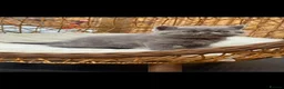 Exotic cats for sale: Exotic kittens  - Advert 21