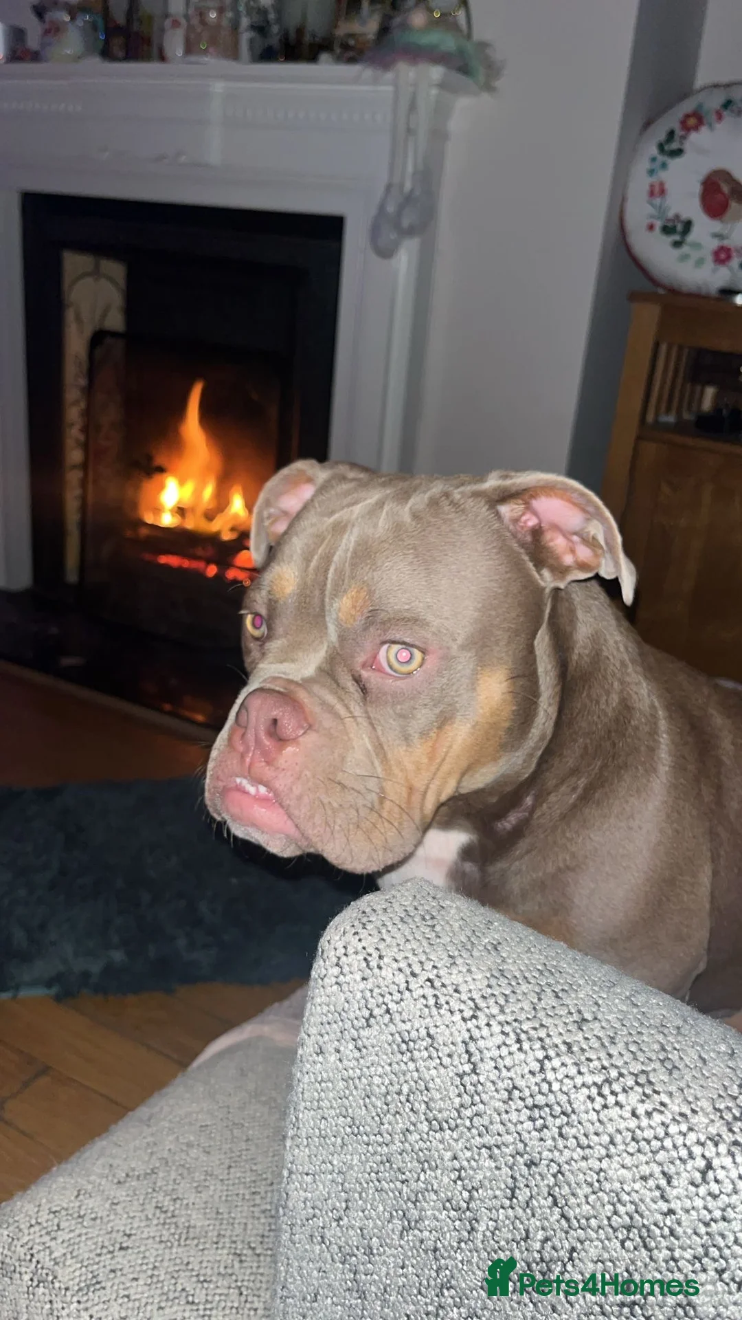 American Bulldog dogs for sale: Two sweethearts looking for a friend for life! - Advert 23
