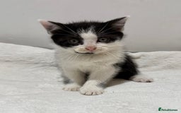 Mixed Breed cats for sale: Kittens for Sale !! - Image 10