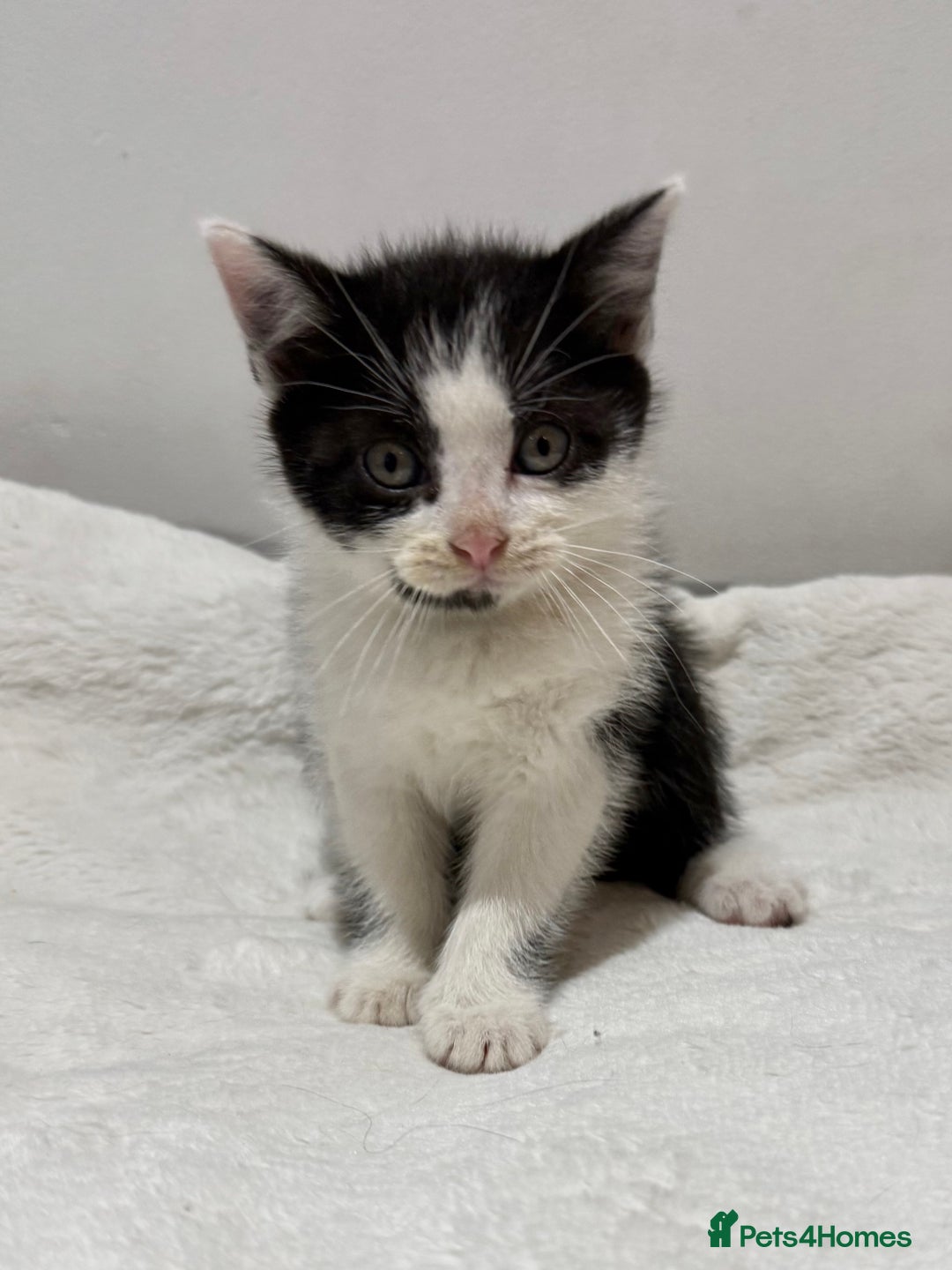 Mixed Breed cats for sale: Kittens for Sale !! - Image 10