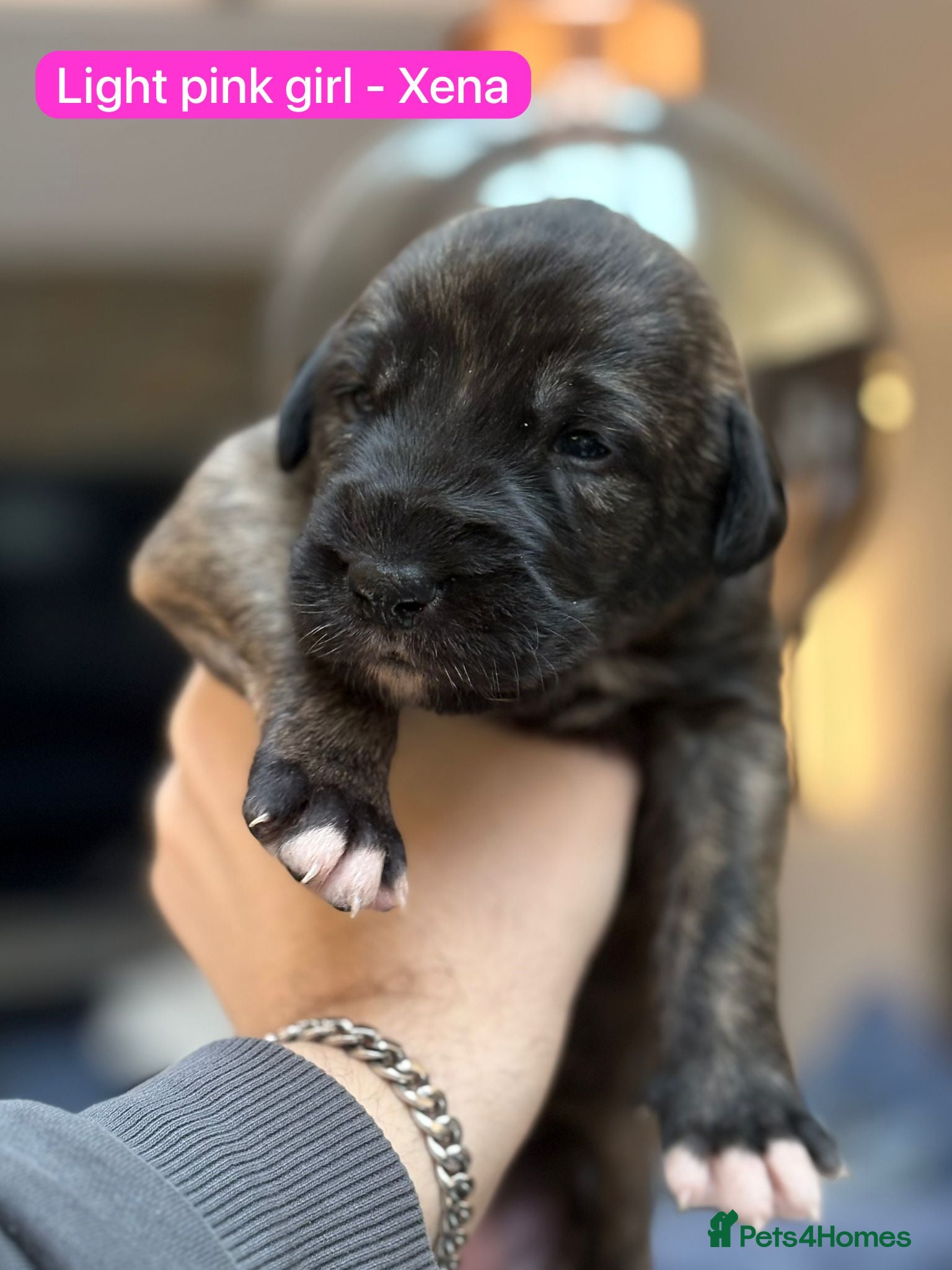 Irish Wolfhound dogs Irish Wolfhound KC Reg Puppies  - Advert 1