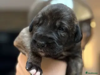 Irish Wolfhound dogs Irish Wolfhound KC Reg Puppies - Advert 8