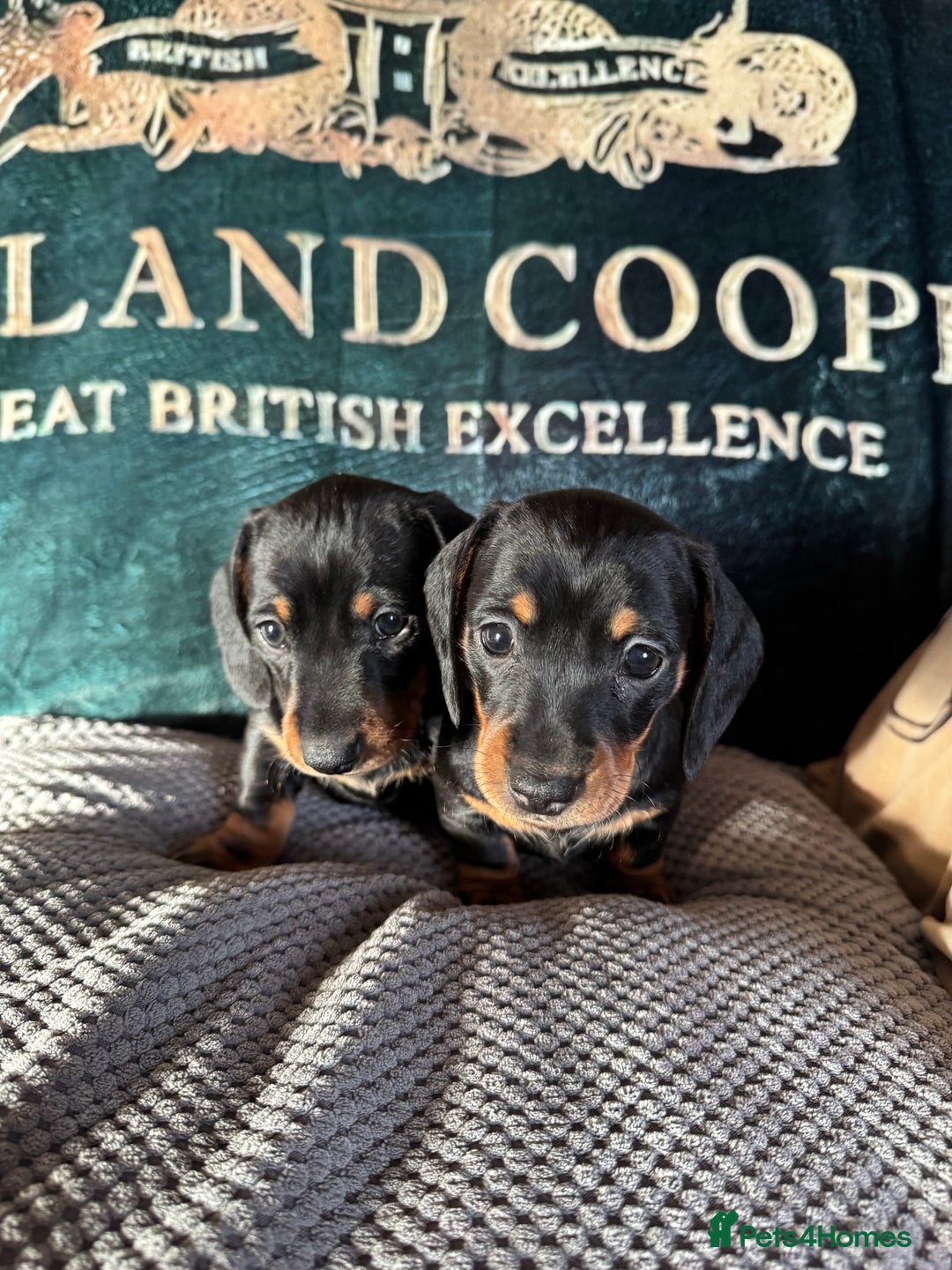 Miniature Dachshund dogs for sale: 1 dog left! Ready now. KC reg - Advert 5
