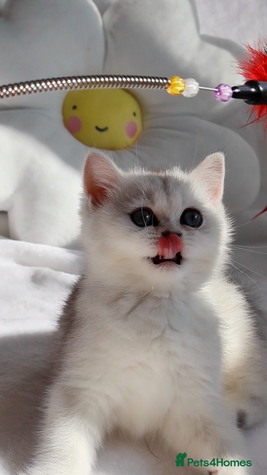 British Shorthair cats ✨Last Golden/Silver British Shorthair ready now‼️ - Advert 1