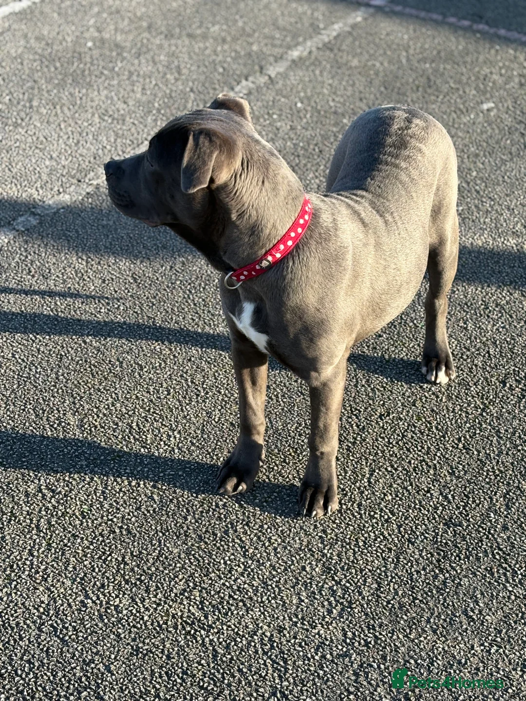 Mixed Breed dogs for sale: Staffy cross rehoming  - Advert 4