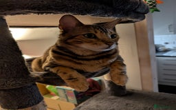 Bengal cats for sale: Beautiful, Loving Bengal Looking for a New Home - Image 1