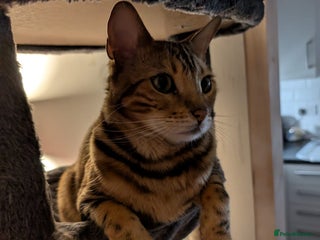 Bengal cats - Advert 2