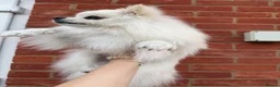 Pomeranian dogs for sale: White Pomeranian - Loving & Playful in Northampton - Advert 2