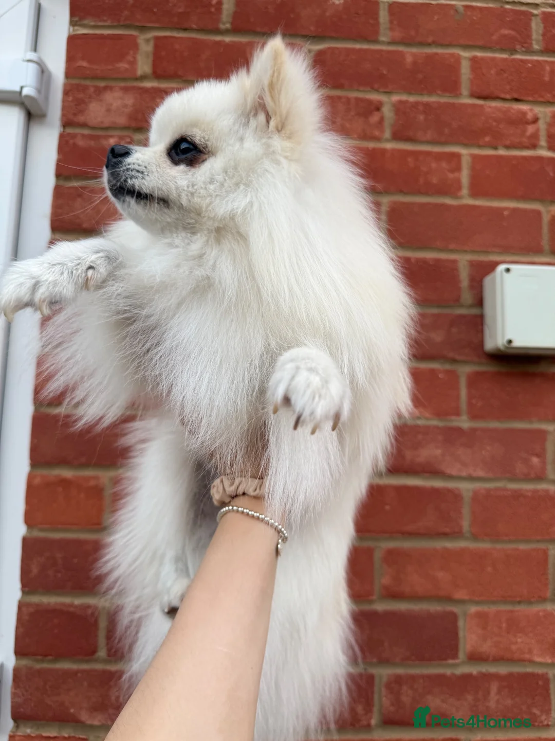Pomeranian dogs for sale: White Pomeranian - Loving & Playful in Northampton - Advert 2