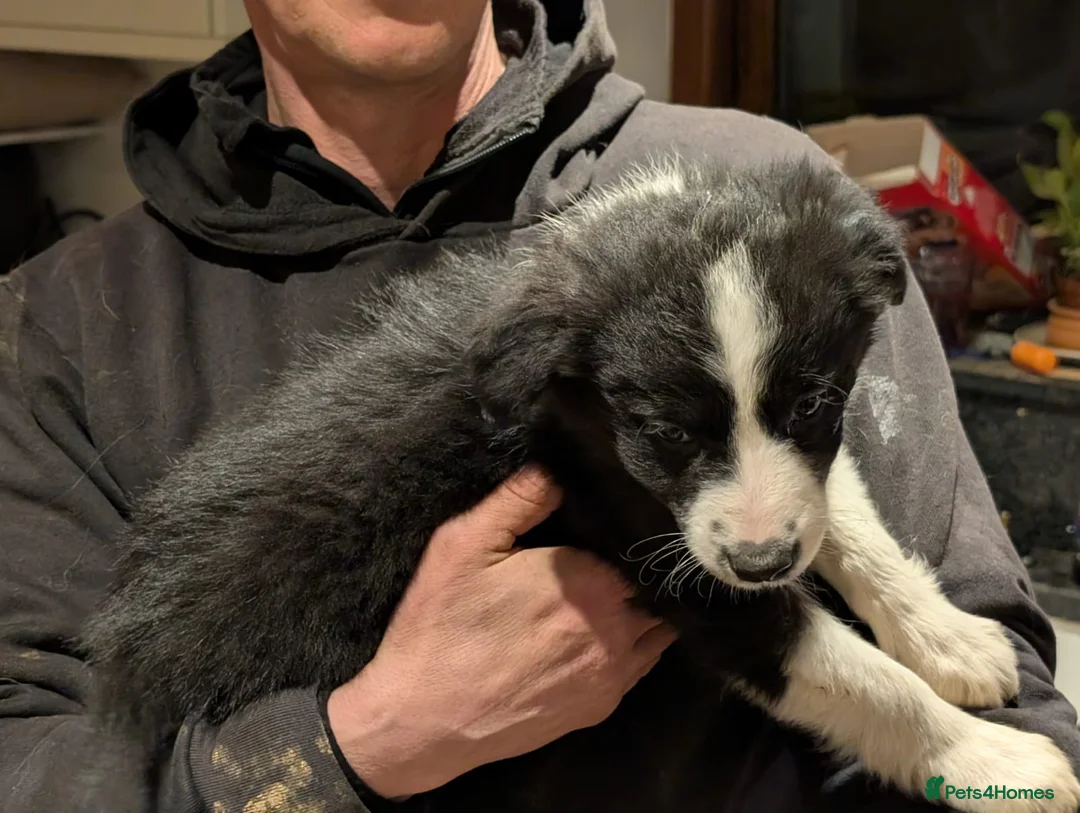 Border Collie dogs for sale: Border collie puppies merl and black/white - Advert 14