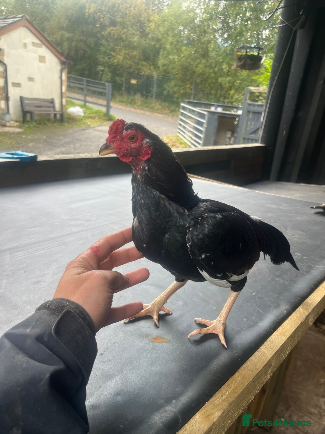 Mixed Breed livestock for sale: Bantam aseels  - Image 2