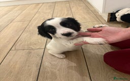 English Springer Spaniel dogs for sale: English springer spaniel puppies  - Image 2