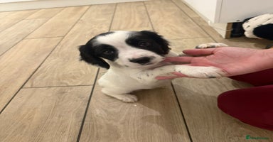 English Springer Spaniel dogs - Advert 3