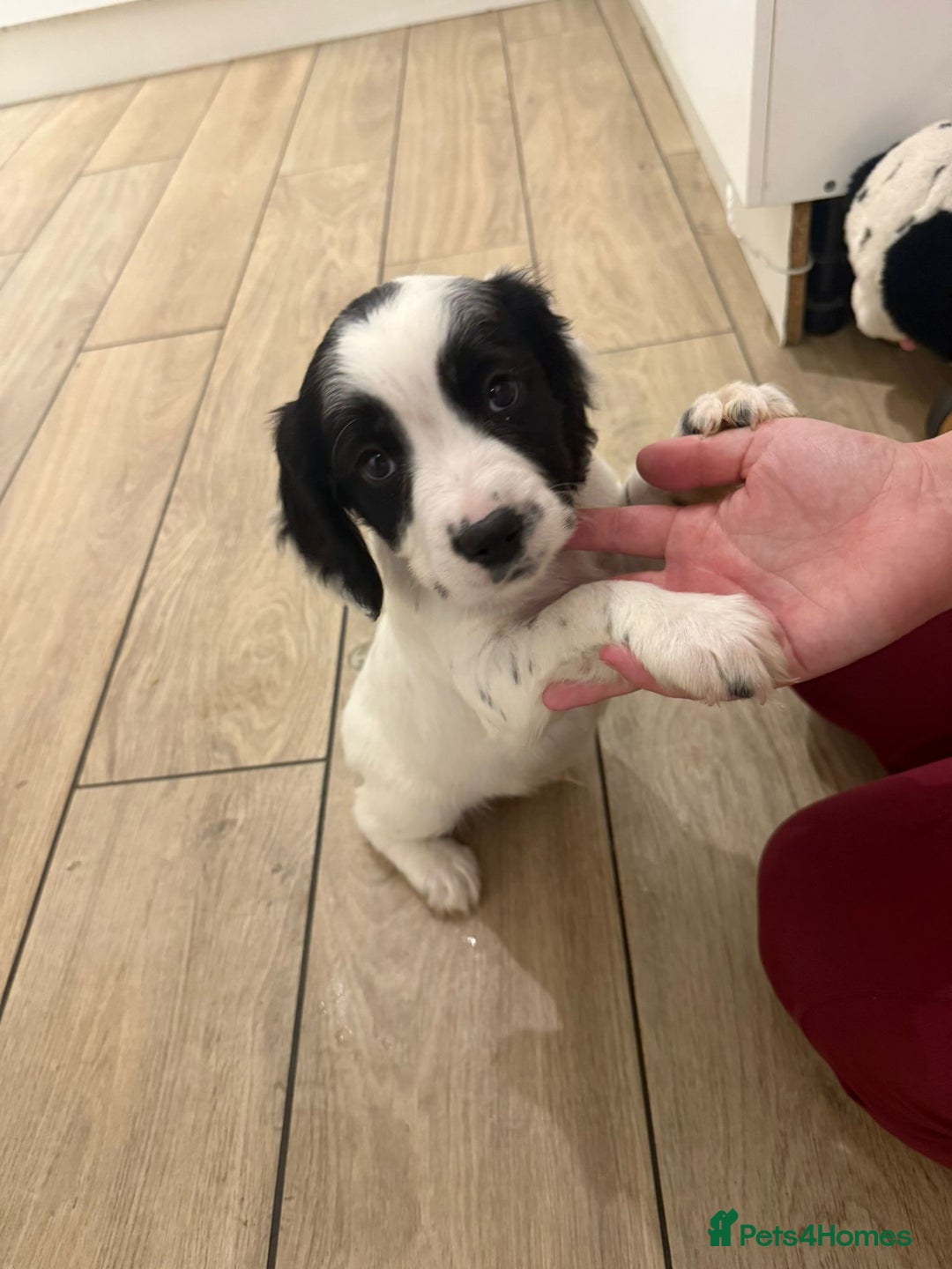 English Springer Spaniel dogs for sale: English springer spaniel puppies  - Image 2
