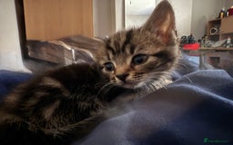 Mixed Breed cats for sale: Beautiful kitten  - Image 2