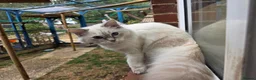 Ragdoll cats for sale: 2 ADULT GIRLS LOOKING FOR NEW HOMES - Advert 2